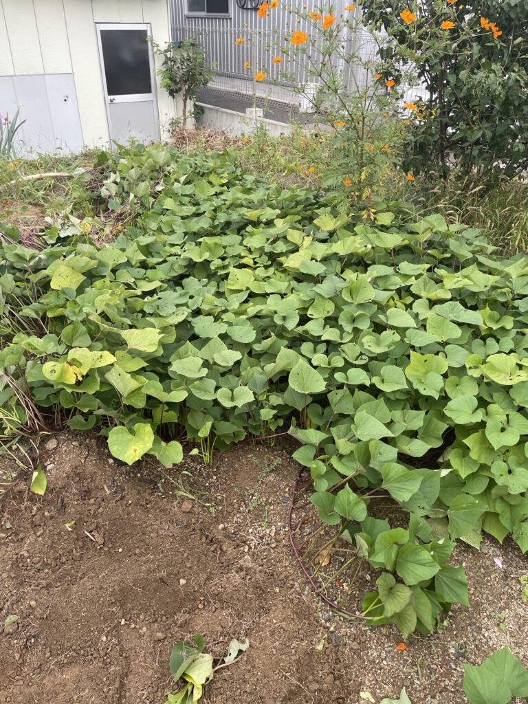 葉とツルが一面に茂った収穫前のさつまいも畑